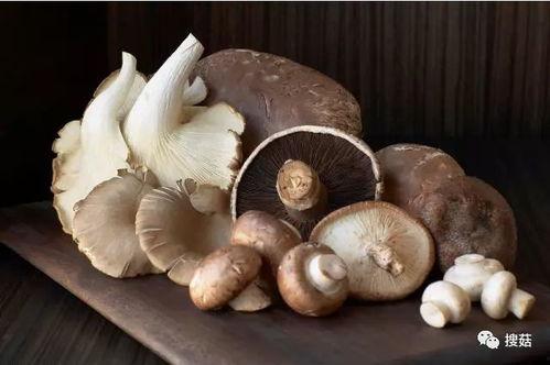 17c吃瓜蘑菇视频黑料,真相与争议